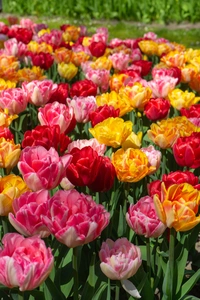Tulip Foxtrot Dance Blend | 50 pcs