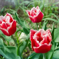 Tulip Fringed