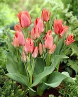 Tulip Greigii & Kaufmanniana