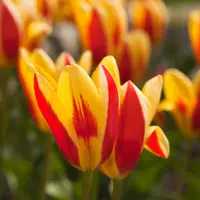 Tulip Kaufmannia