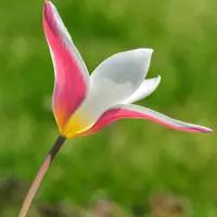 Tulip Lily-Flowering