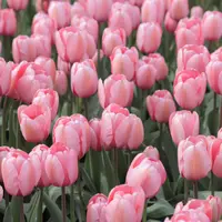 Tulip Multiflowering (Bouquet)