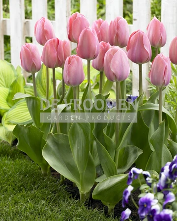 Tulip Mystic van Eijk | 50 pcs