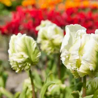 Tulip Parrot