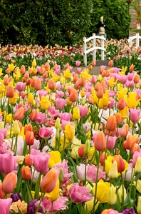 Tulip Party Time Blend | 50 pce