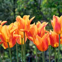 Tulip Praestans