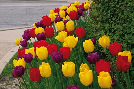 Tulip Royal Oxford Blend | 50 pce