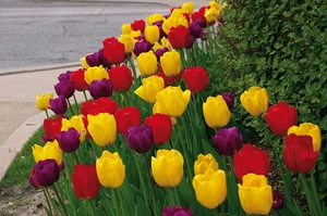 Tulip Royal Oxford Blend | 50 pce
