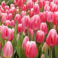 Tulip Single Early