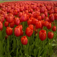 Tulip Single Late