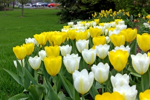Tulip Sunglow Blend | 50 pce