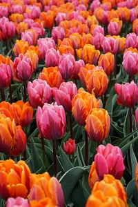 Tulip Sunset Reflection Blend | 50 pce