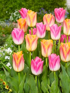Tulip Ticket to the Tropics Blend | 50 pce
