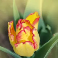 Tulip Triumph