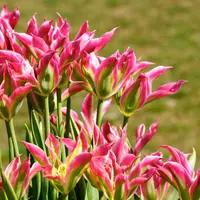 Tulip Viridiflora