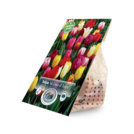 Tulipa 60 Days of Tulips | Cappers 15 x 15 - image 2