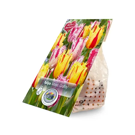 Tulipa Artistic Graffity | Cappers 10 x 20 - image 2