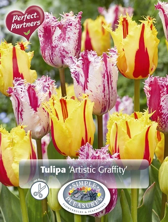 Tulipa Artistic Graffity | Cappers 10 x 20 - image 3