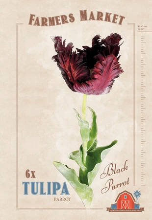 Tulipa Black Parrot | Capper 20 x 6 - image 4