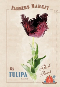 Tulipa Black Parrot | Capper 20 x 6 - image 4