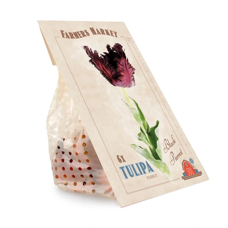 Tulipa Black Parrot | Capper 20 x 6 - image 3