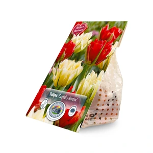 Tulipa Blend Cupid's Arrow | Cappers 7 x 20 - image 3