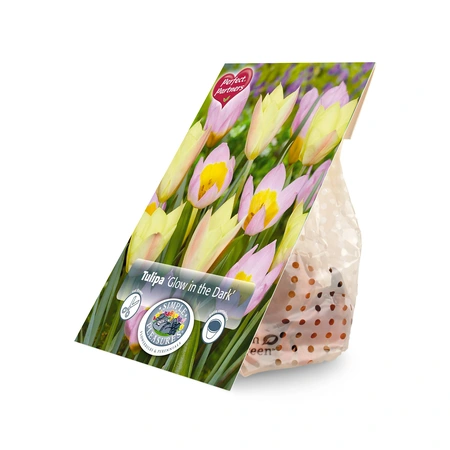 Tulipa Blend Glow in the Dark | Cappers 25 x 16 - image 3