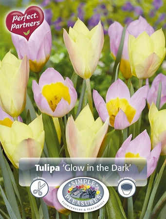 Tulipa Blend Glow in the Dark | Cappers 25 x 16 - image 4