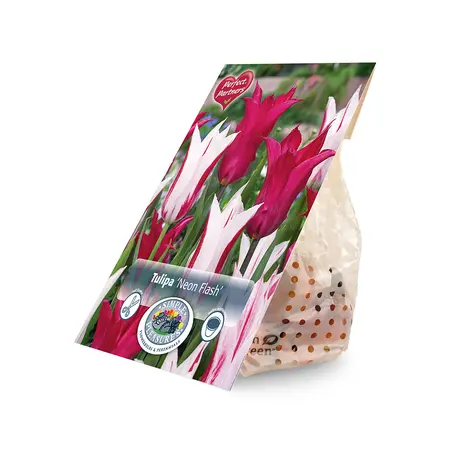 Tulipa Blend Neon Flash | Cappers 10 x 20 - image 2