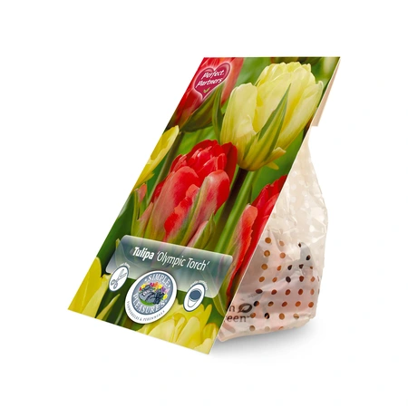 Tulipa Blend Olympic Torch | Cappers 8 x 20 - image 2