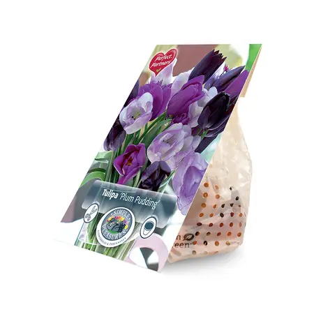 Tulipa Blend Plum Pudding | Cappers 8 x 20 - image 2