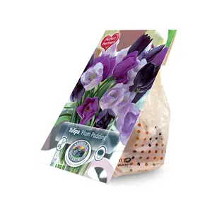 Tulipa Blend Plum Pudding | Cappers 8 x 20 - image 2