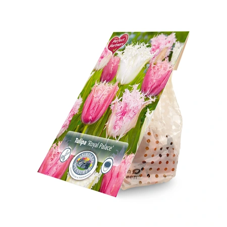 Tulipa Blend Royal Palace | Capper 20 x 8 - image 3