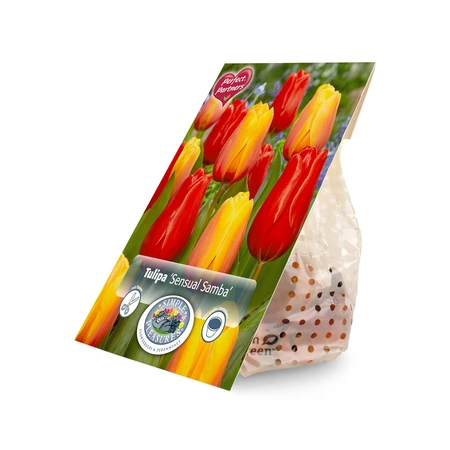 Tulipa Blend Sensual Samba | Cappers 8 x 20 - image 2
