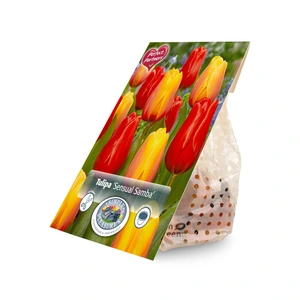 Tulipa Blend Sensual Samba | Cappers 8 x 20 - image 2