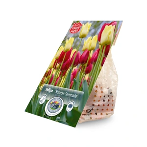 Tulipa Blend Sunrise Serenade | Capper 15 x 12 - image 2