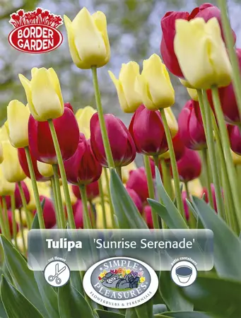 Tulipa Blend Sunrise Serenade | Capper 15 x 12 - image 1