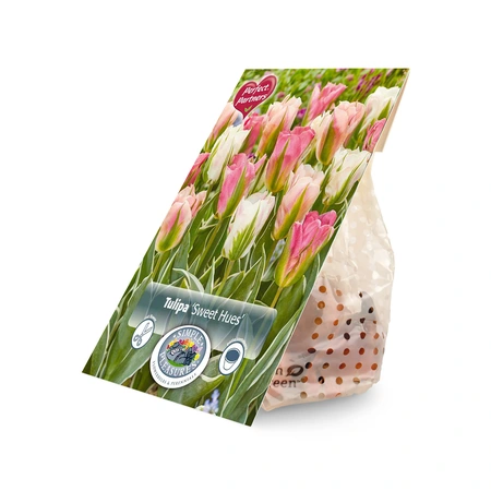 Tulipa Blend Sweet Hues | Cappers 8 x 20 - image 3