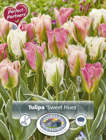 Tulipa Blend Sweet Hues | Cappers 8 x 20 - image 4