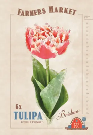 Tulipa Brisbane | Cappers 6 x 20 - image 1