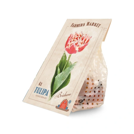 Tulipa Brisbane | Cappers 6 x 20 - image 2