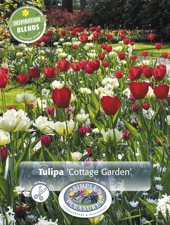 Tulipa Cottage Garden | Cappers 10 x 15 - image 3