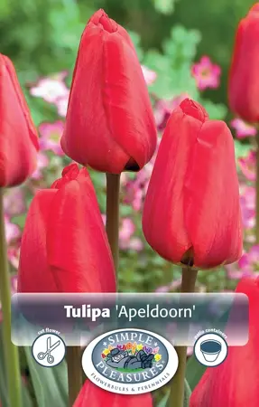 Tulipa Darwin Hybrid Apeldoorn | 80 pce - image 1