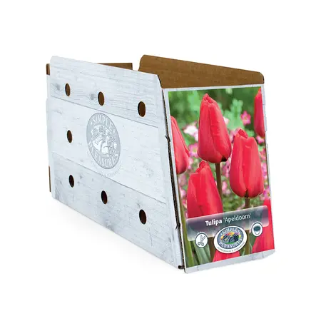 Tulipa Darwin Hybrid Apeldoorn | Cappers 5 x 20 - image 2