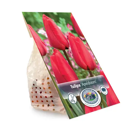Tulipa Darwin Hybrid Apeldoorn | Cappers 5 x 20 - image 3