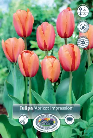Tulipa Darwin Hybrid Apricot Impression | 350 pce - image 1