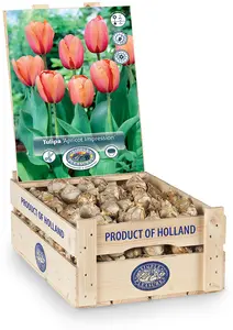 Tulipa Darwin Hybrid Apricot Impression | 350 pce - image 2