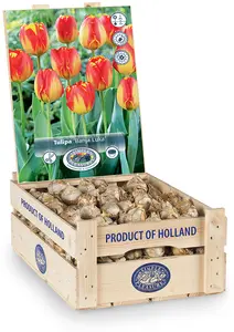 Tulipa Darwin Hybrid Banja Luka | 350 pce - image 2