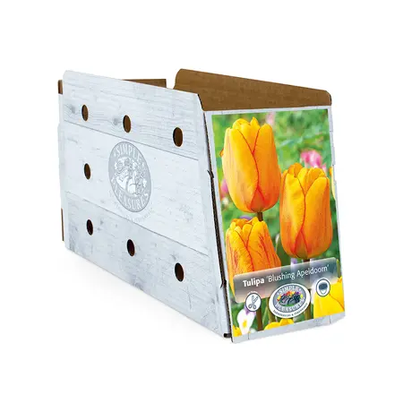 Tulipa Darwin Hybrid Blushing Apeldoorn | Cappers 5 x 20 - image 2