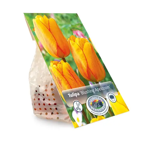 Tulipa Darwin Hybrid Blushing Apeldoorn | Cappers 5 x 20 - image 3